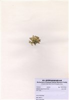 藏品(楔形仙掌藻)的圖片